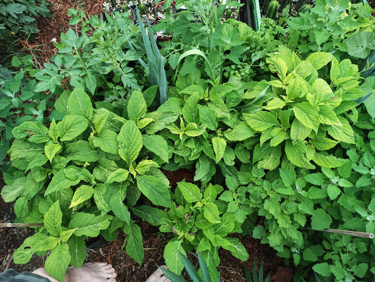 Salvia Divinorum Dutch Medicine Man grown in 2023