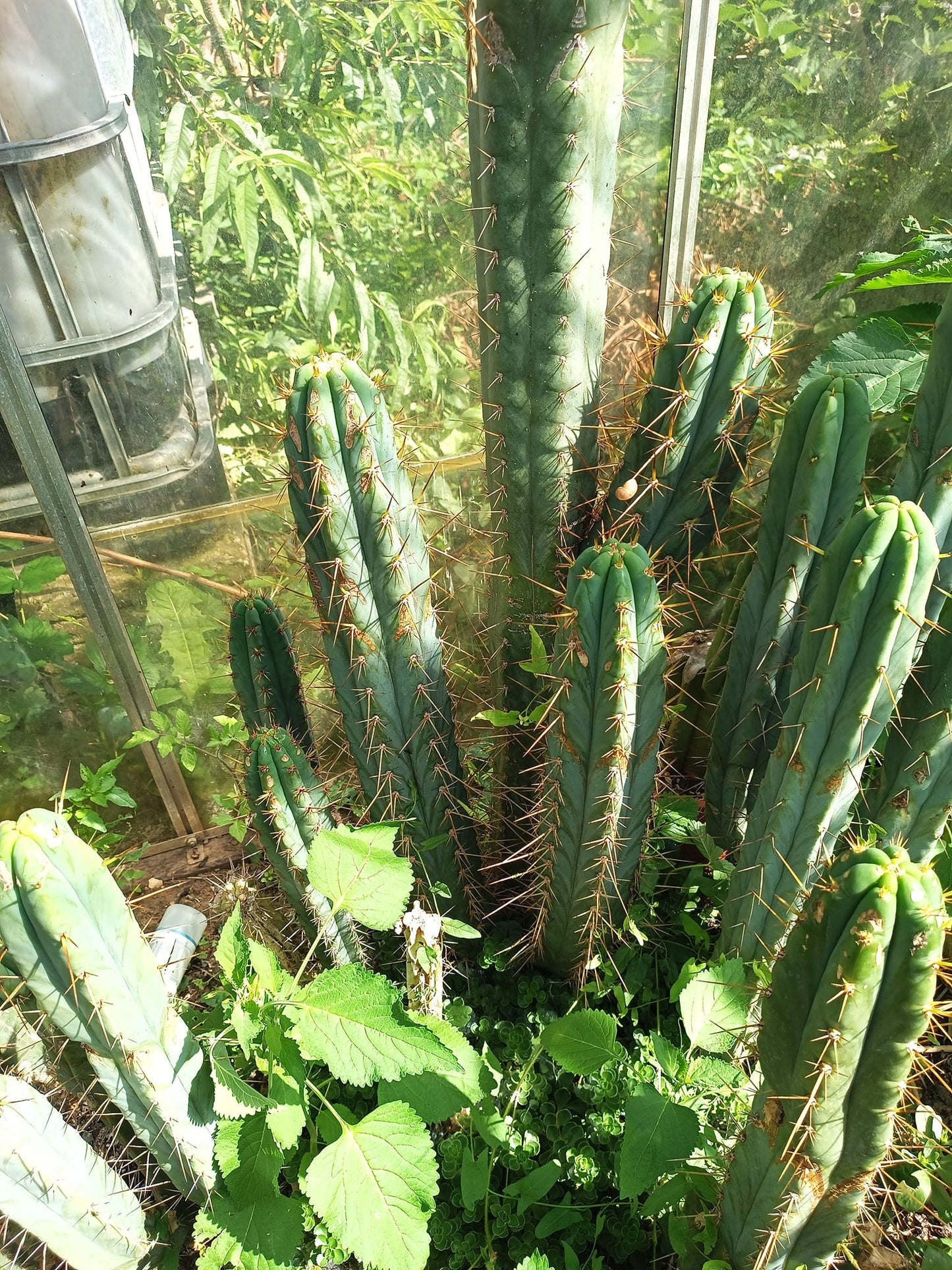 San Pedro Cactus, Trichocereus Peruvianus