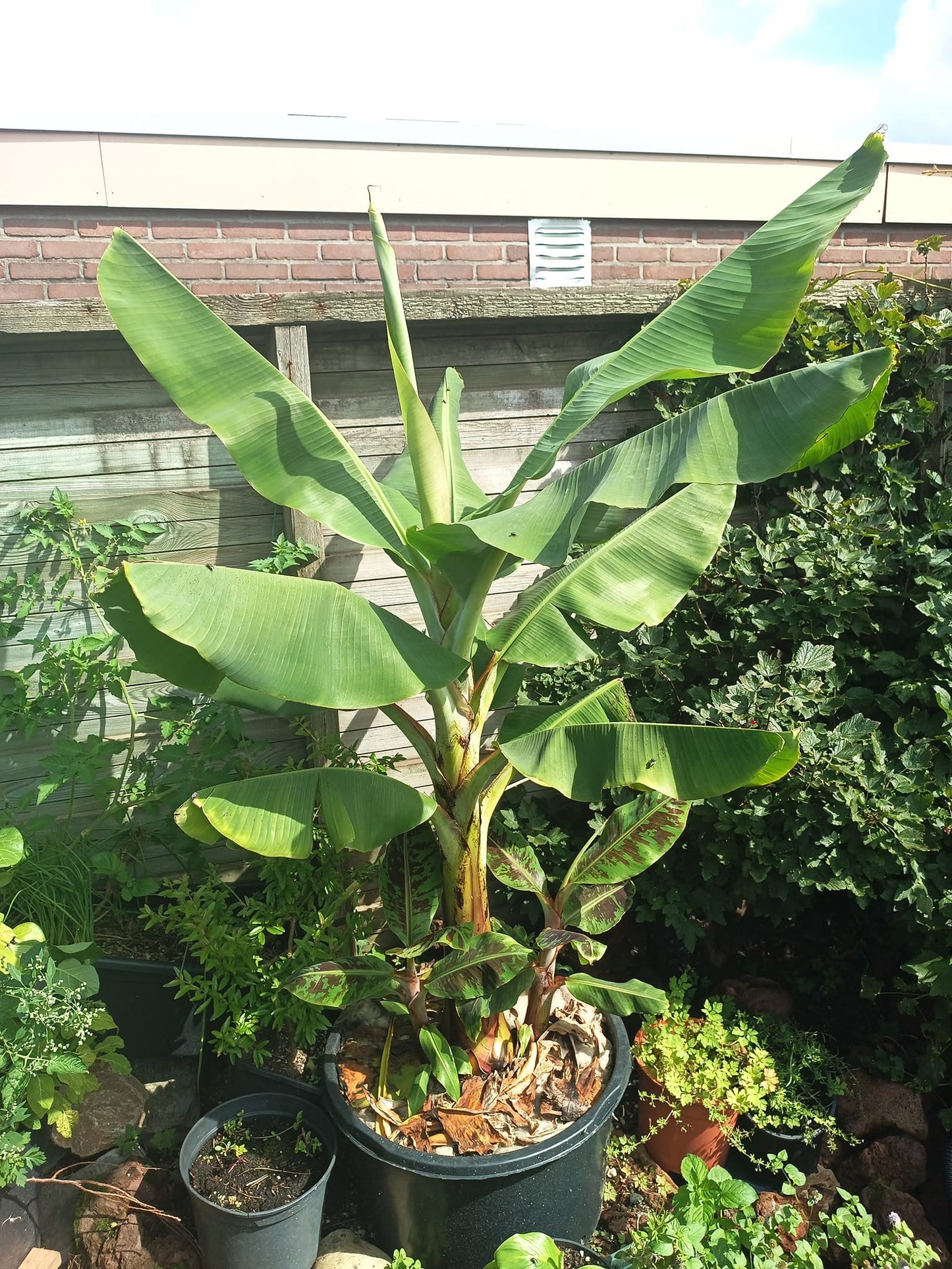 Musa Acuminata ' Dwarf Cavendish ' banana