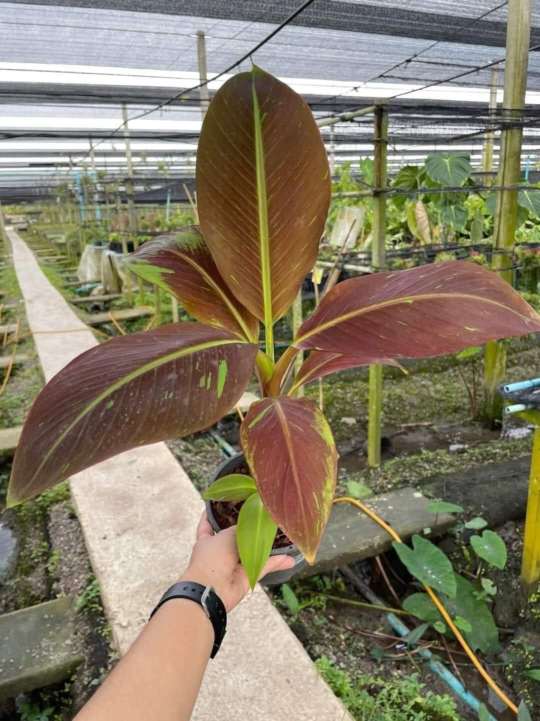 Musa Siam Ruby RED variegated banana