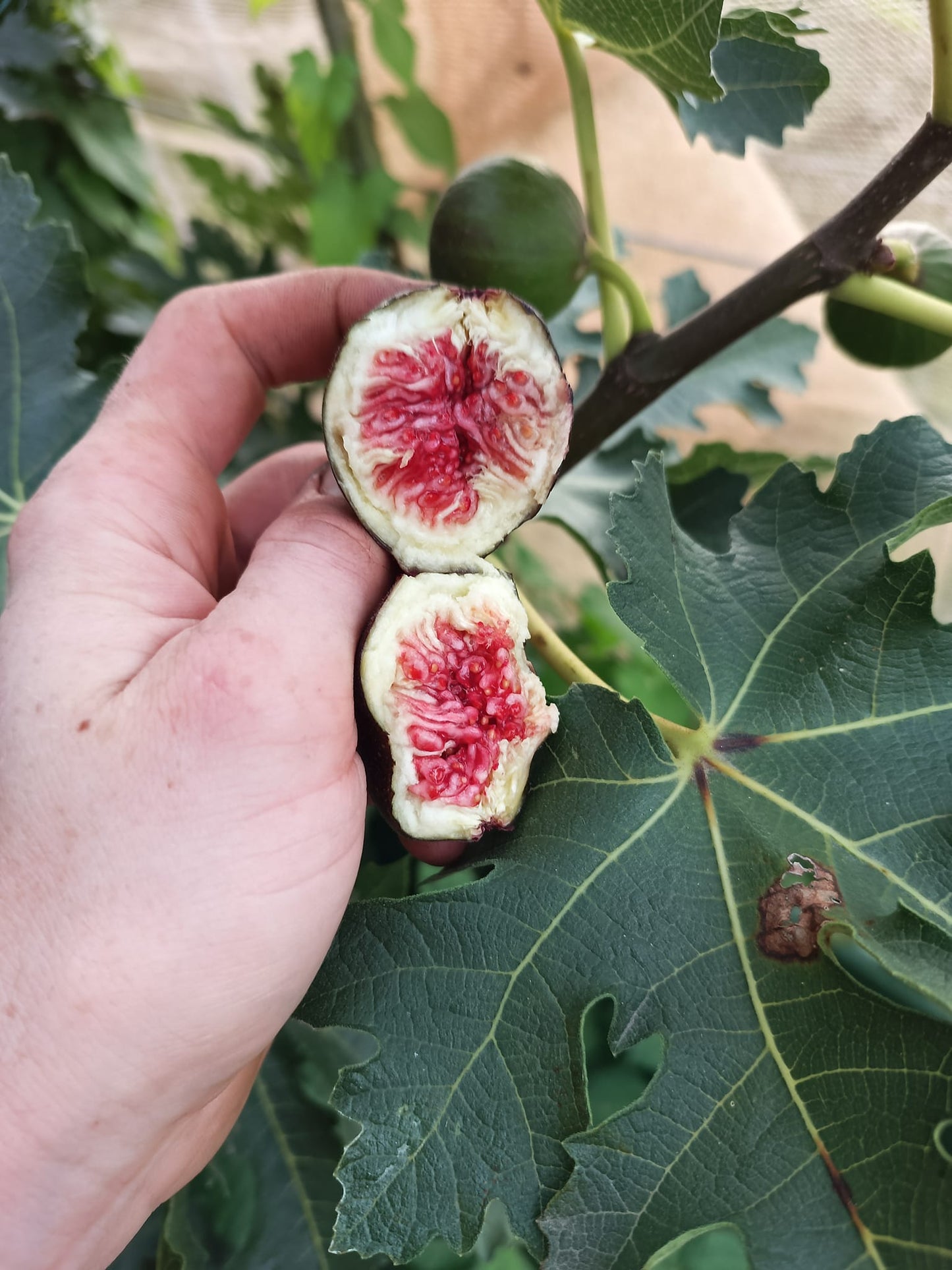 Fig Ice Crystal 3pack cuttings