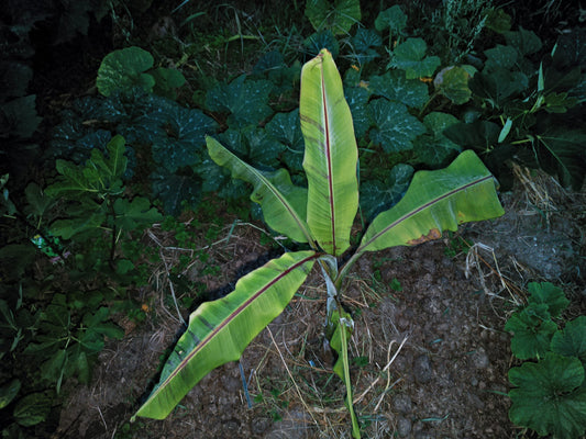 Musa Helens Hybrid