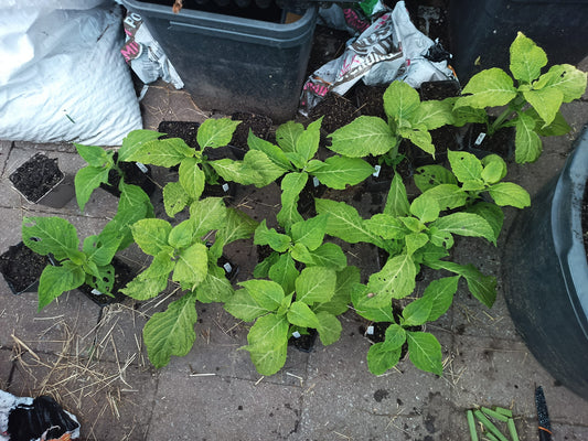 Salvia Divinorum Plants 3pack