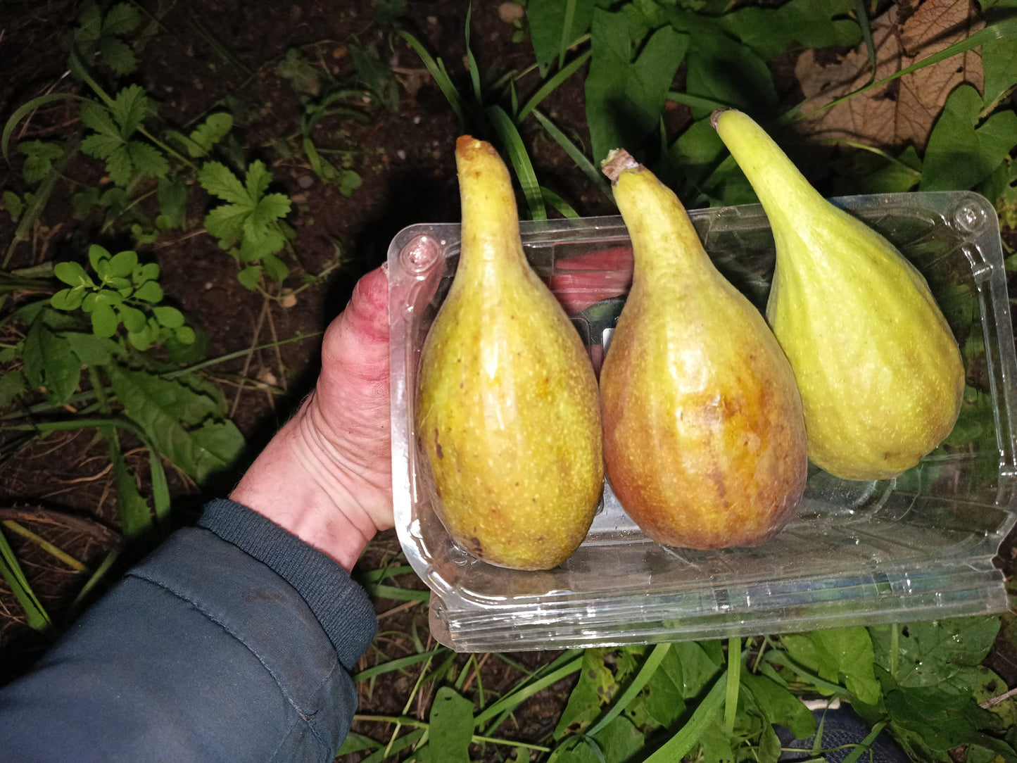 Fig "Jasper's Reus" *unknown* 3pack cuttings