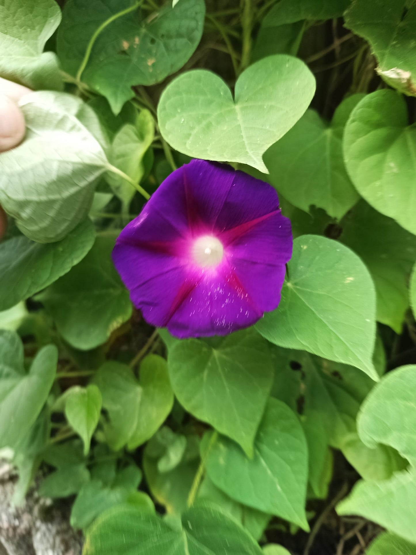 Morning Glory Ipomoea Mix