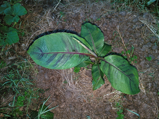 Musa Sikkimensis Red Tiger , Djarleen banana