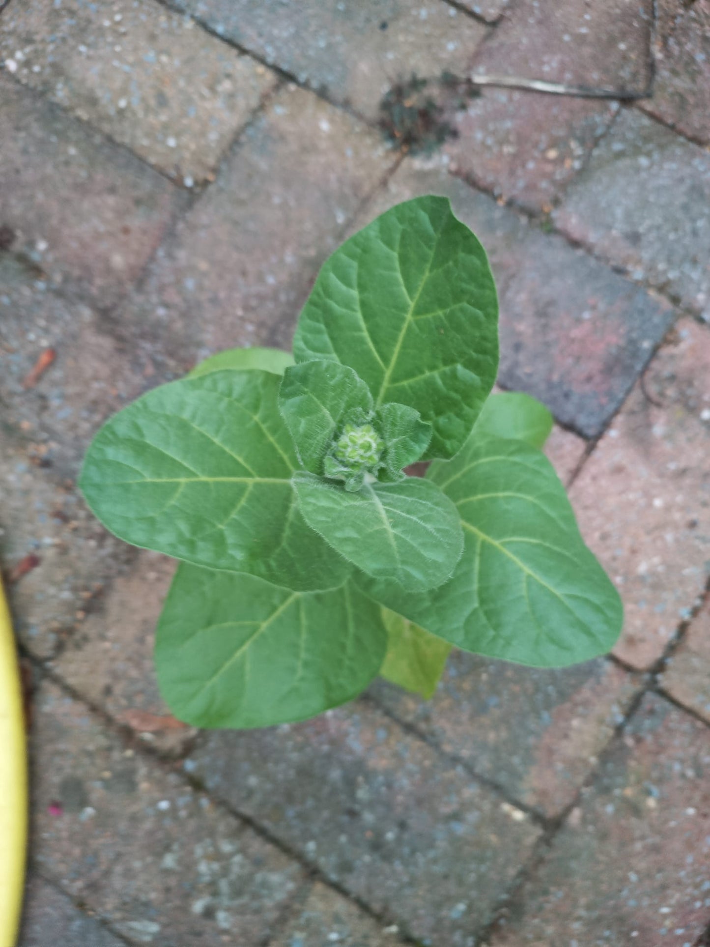 Holy Tobacco Mapacho Seeds