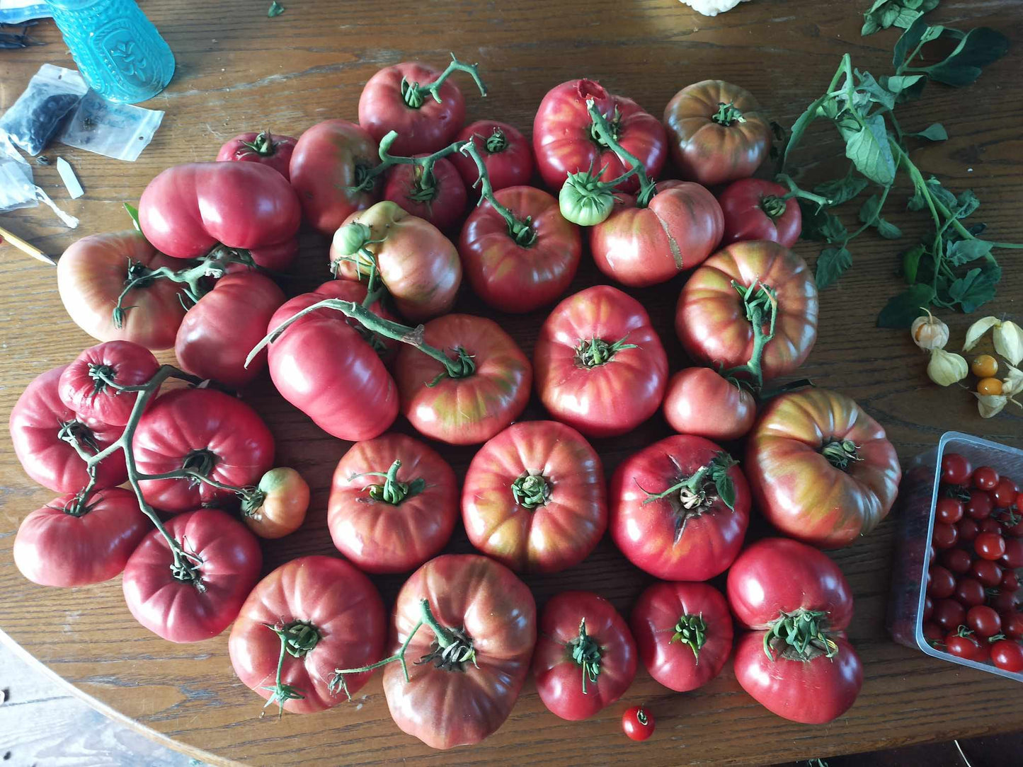 DMM's Italian Heirloom Giant Tomato seeds