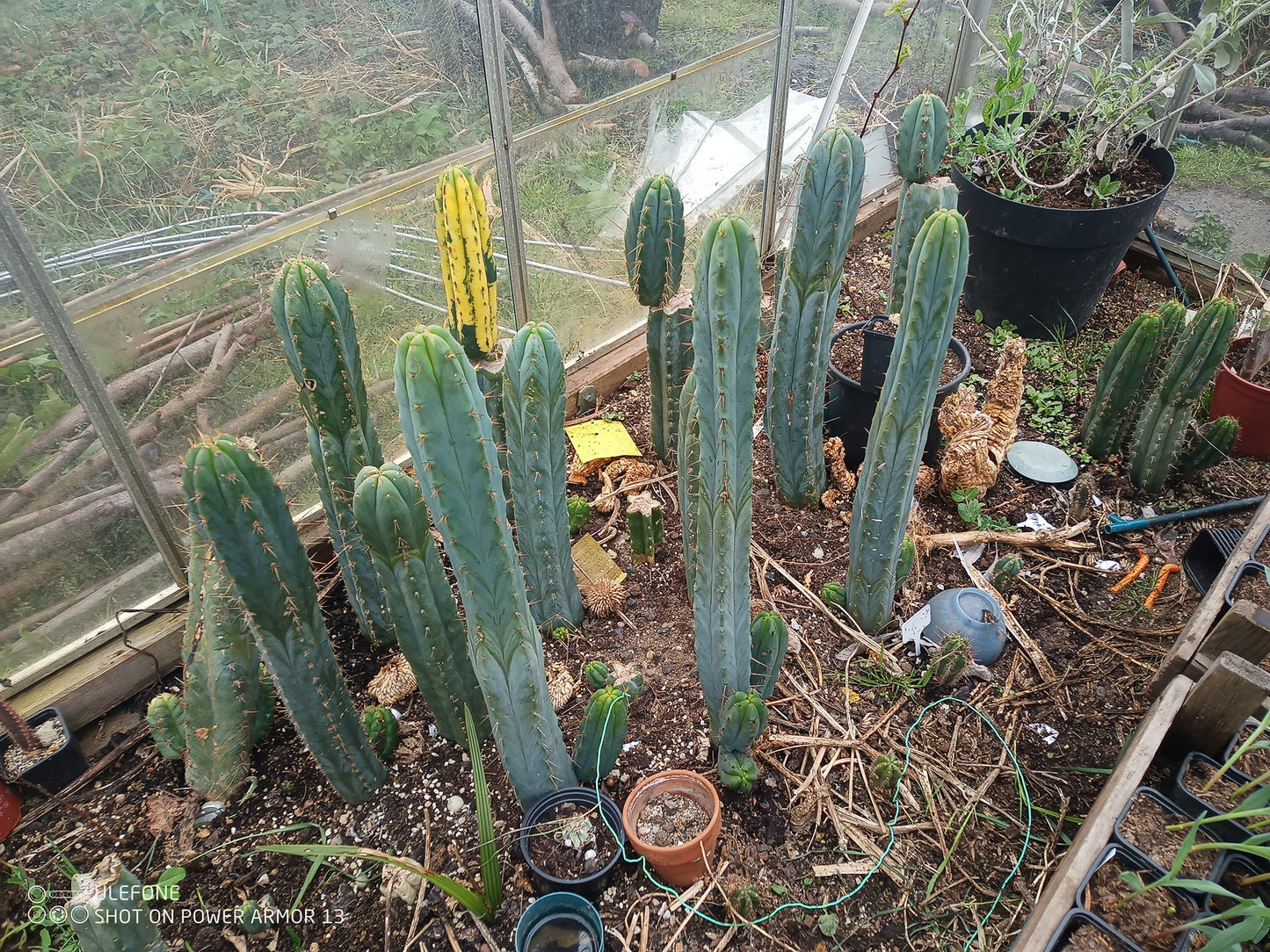 San Pedro Cactus, Trichocereus Bridgesii