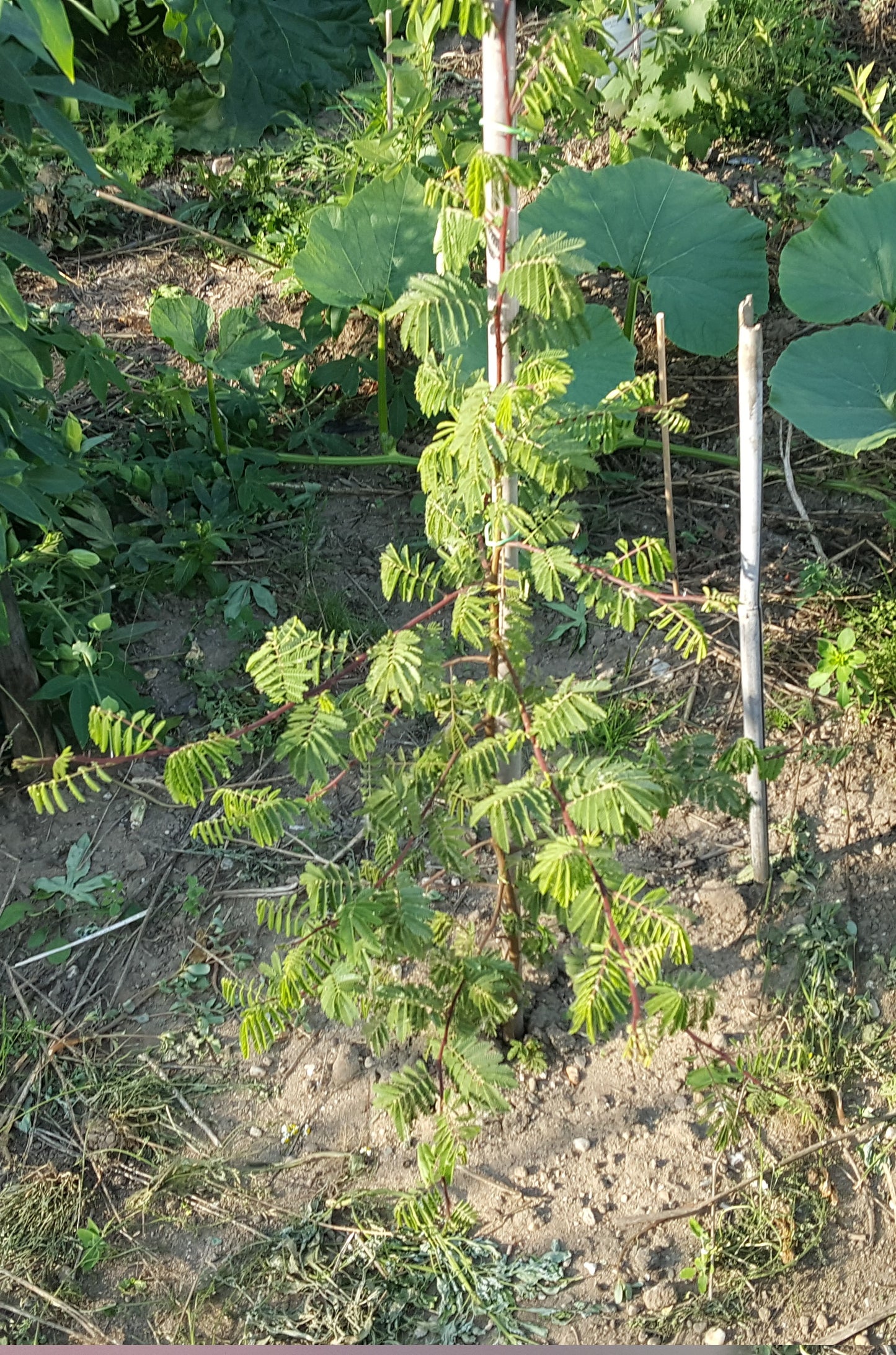 Mimosa Hostilis plant