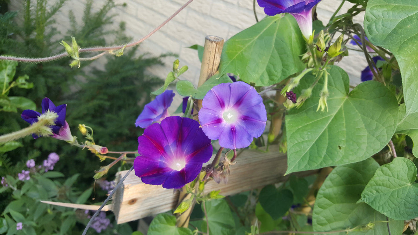 Morning Glory Ipomoea Mix