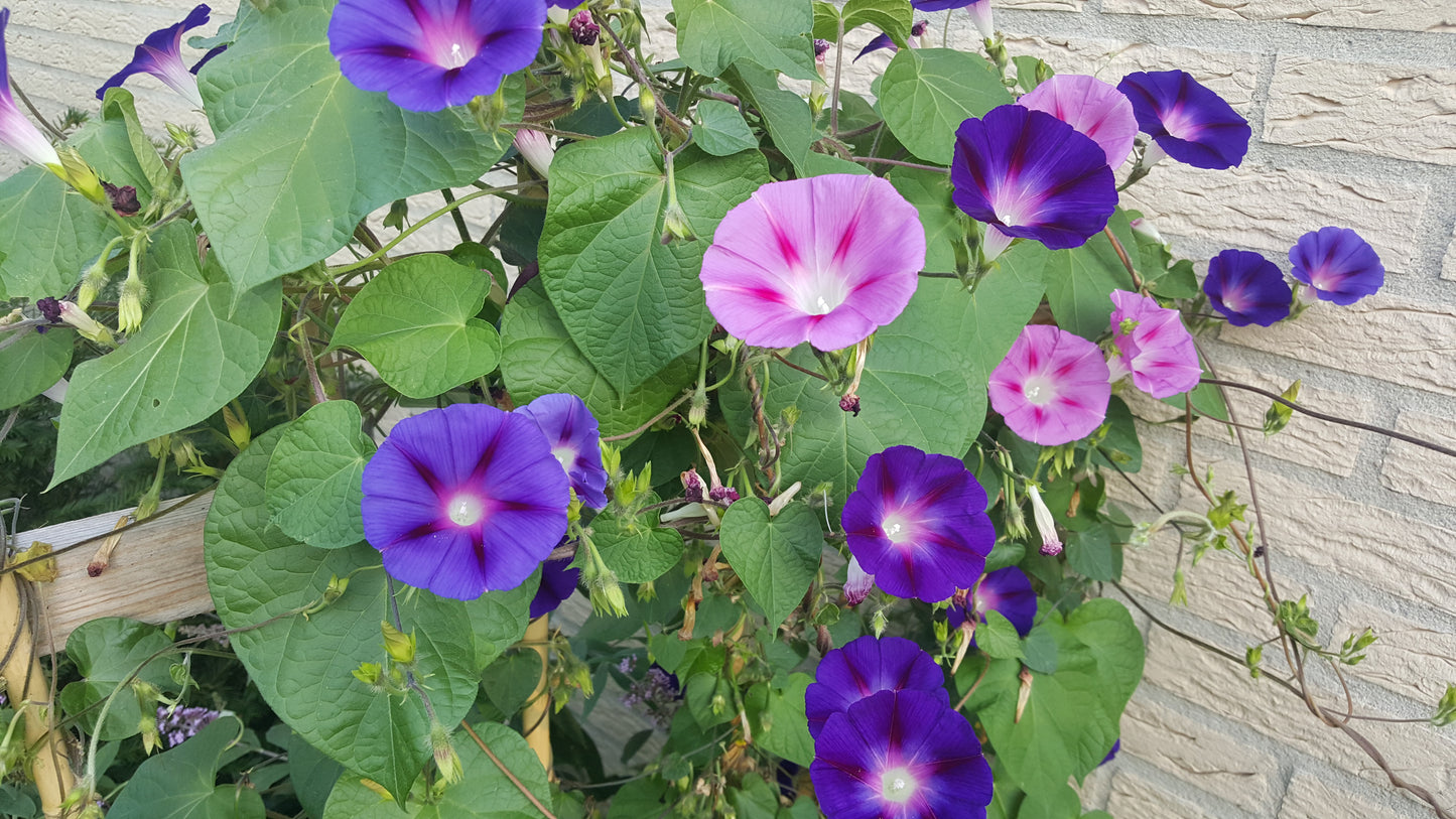 Morning Glory Ipomoea Mix