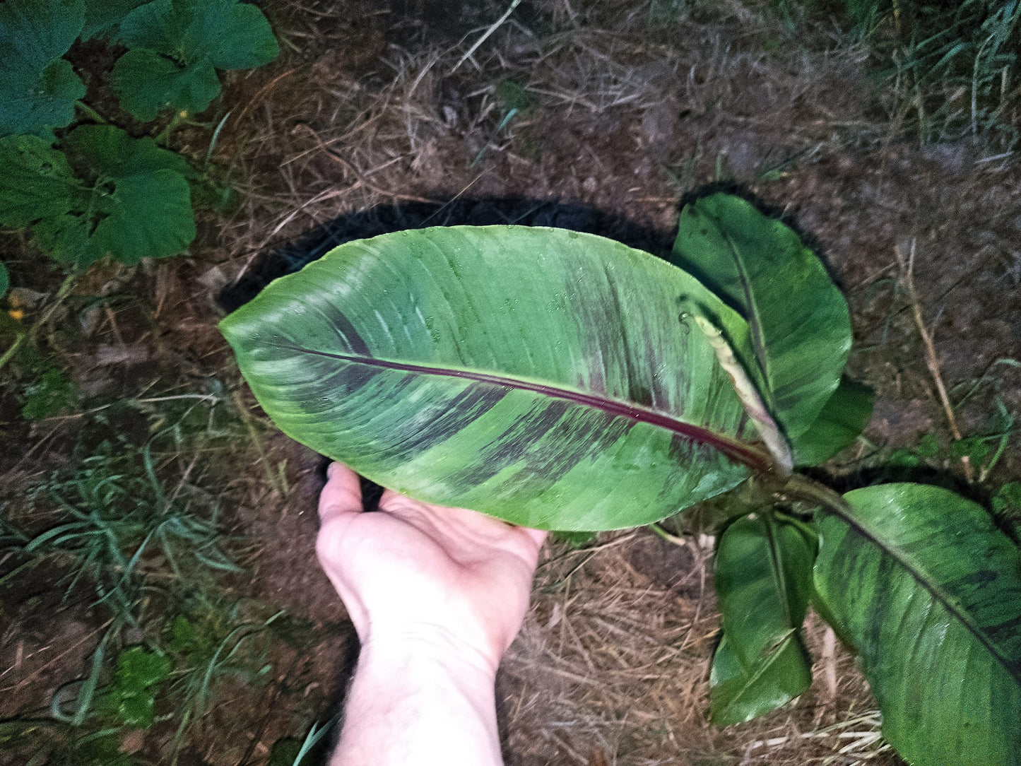 Musa Sikkimensis Red Tiger , Djarleen banana