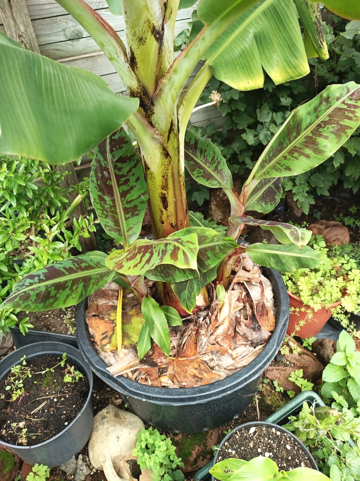 Musa Acuminata ' Dwarf Cavendish ' banana