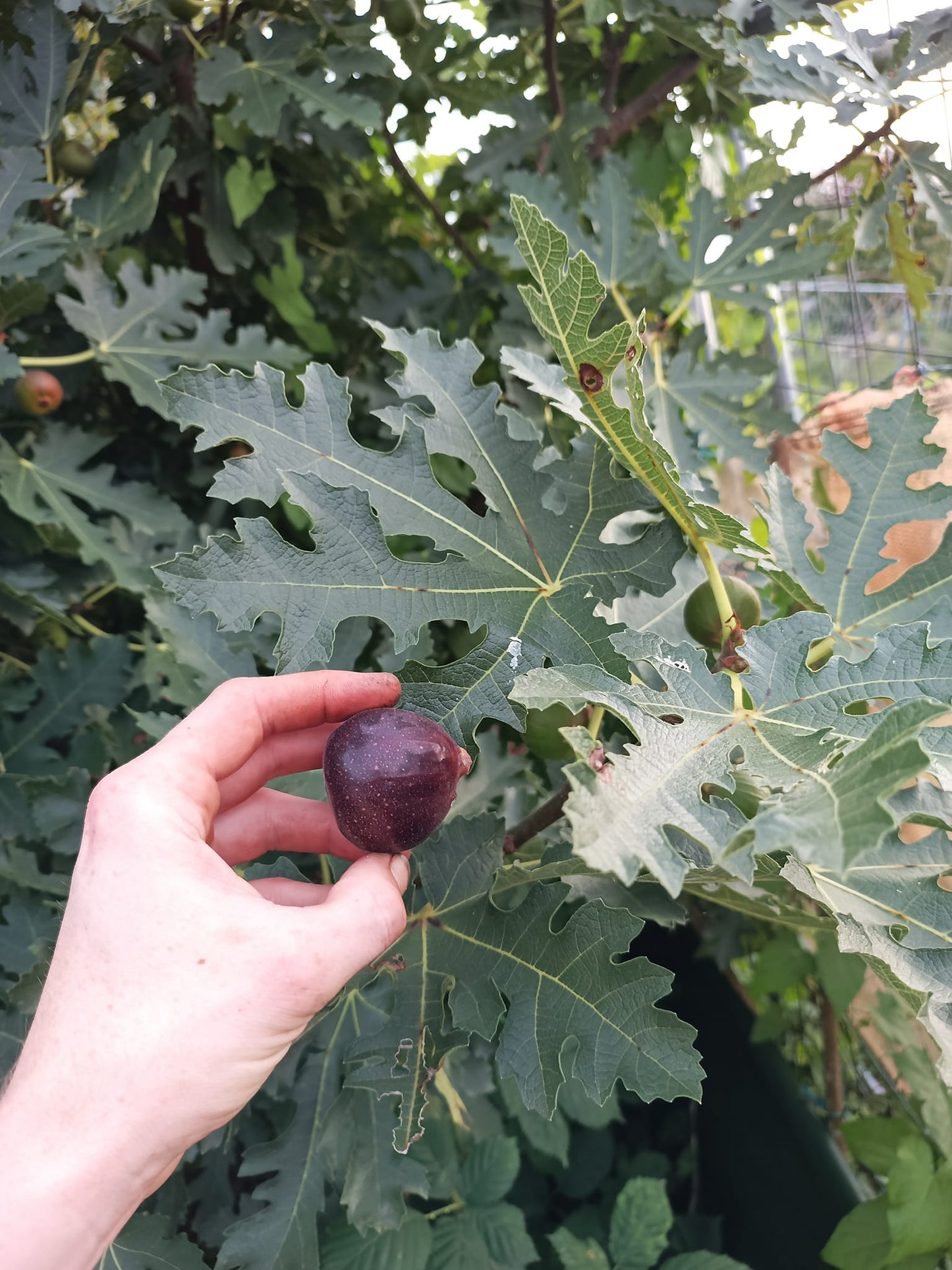 Fig Ice Crystal 3pack cuttings