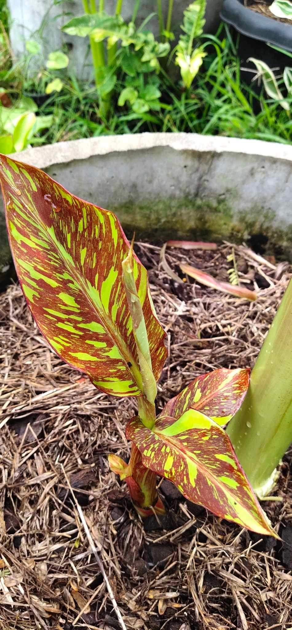 Musa Siam Ruby RED variegated banana