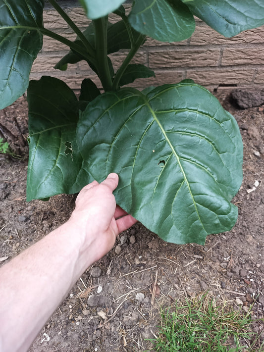 Holy Tobacco Mapacho Seeds