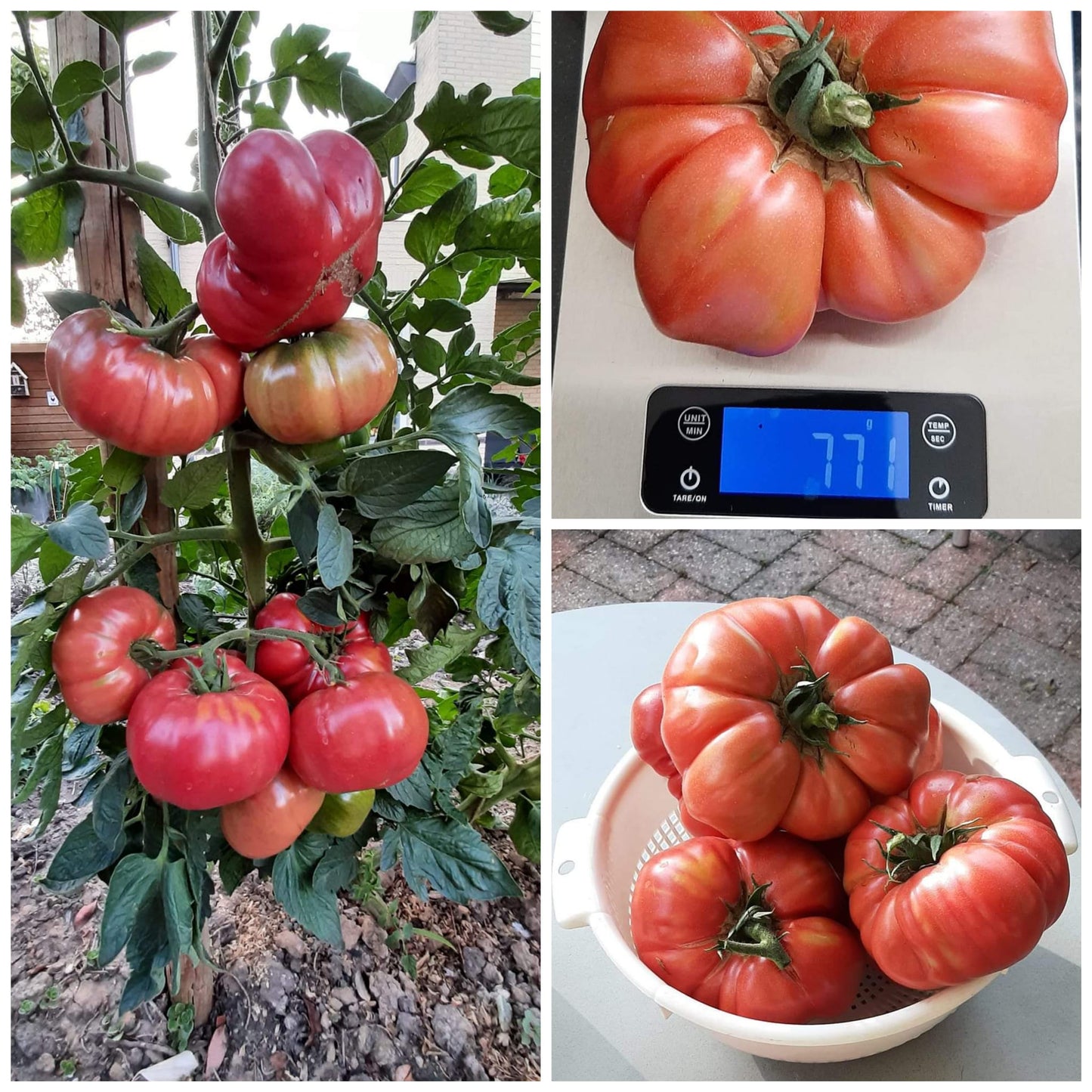 DMM's Italian Heirloom Giant Tomato seeds