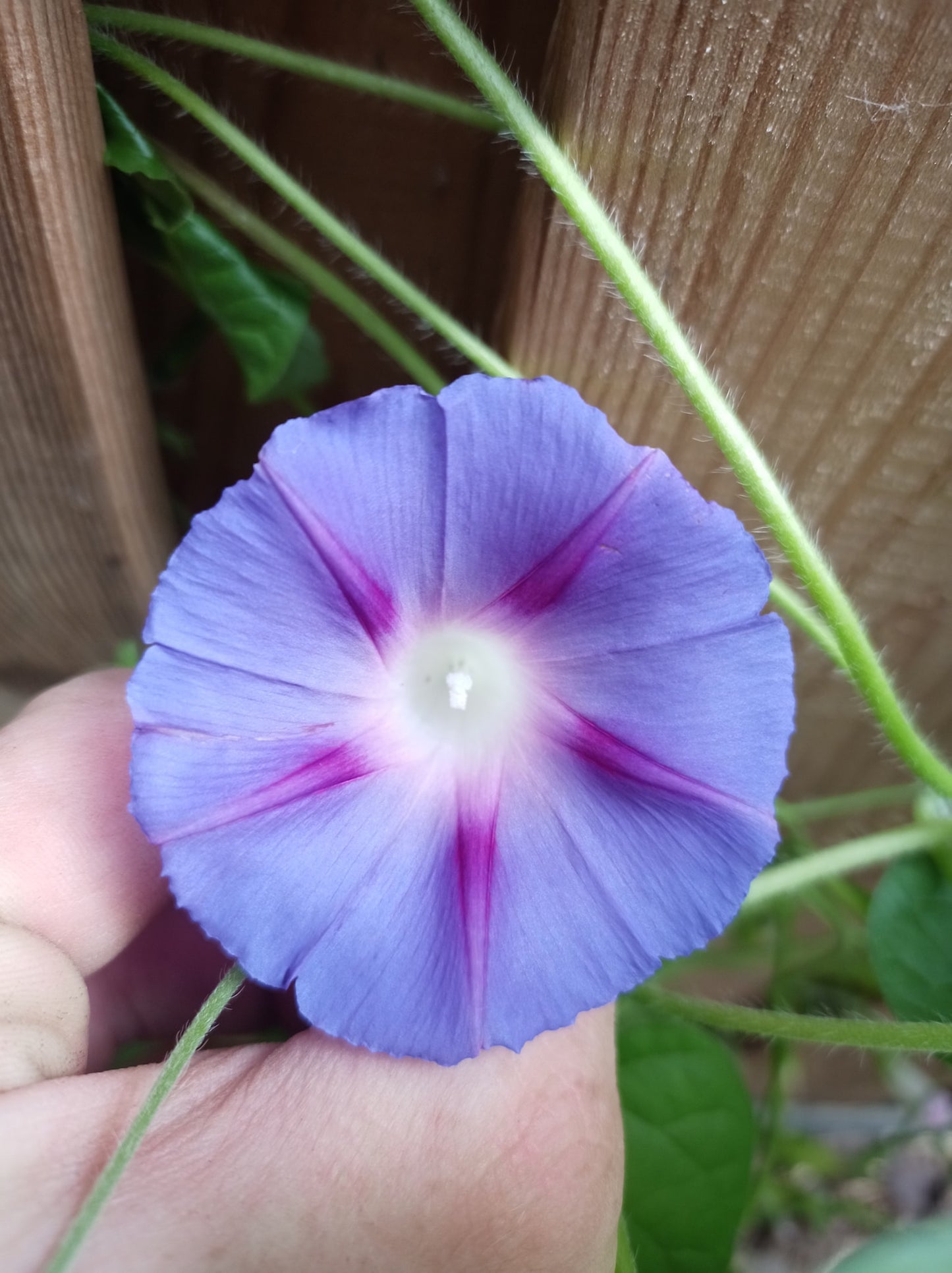 Morning Glory Ipomoea Mix