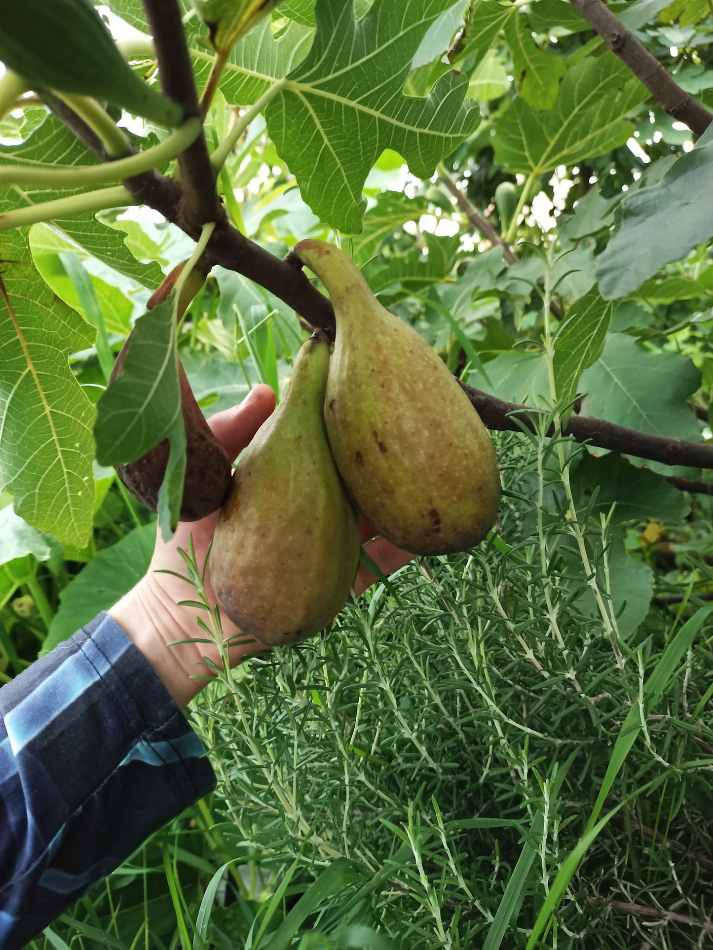 Fig "Jasper's Reus" *unknown* 3pack cuttings