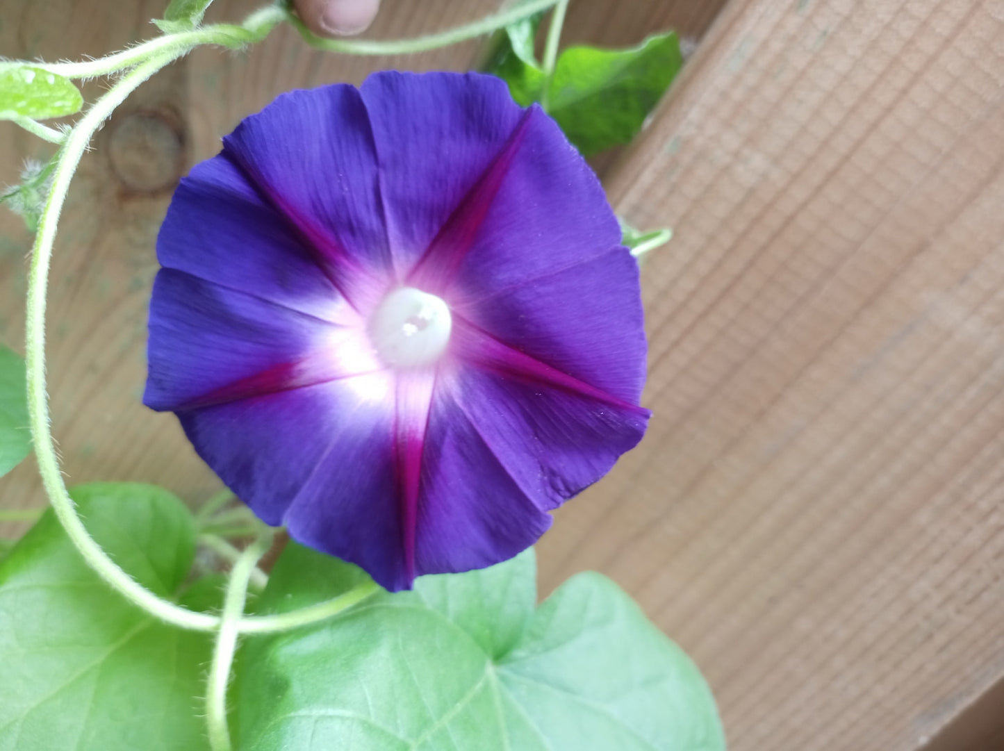 Morning Glory Ipomoea Mix