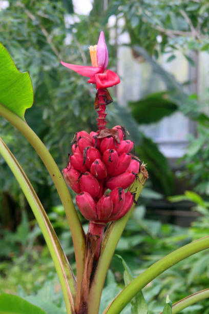 Musa Velutina Himalayan Pink (wild) Banana