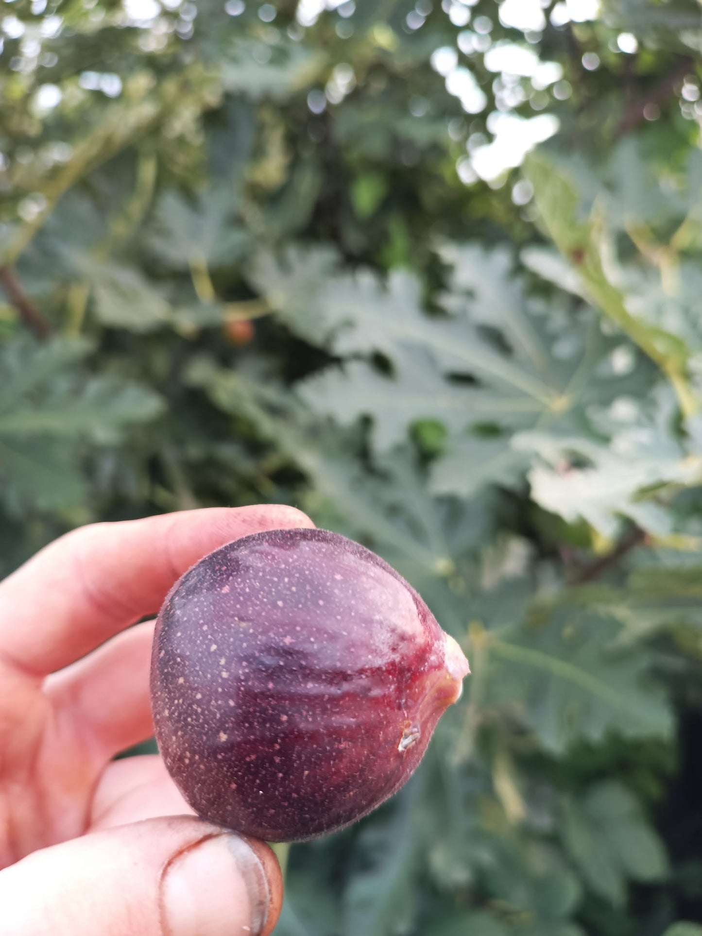 Fig Ice Crystal 3pack cuttings