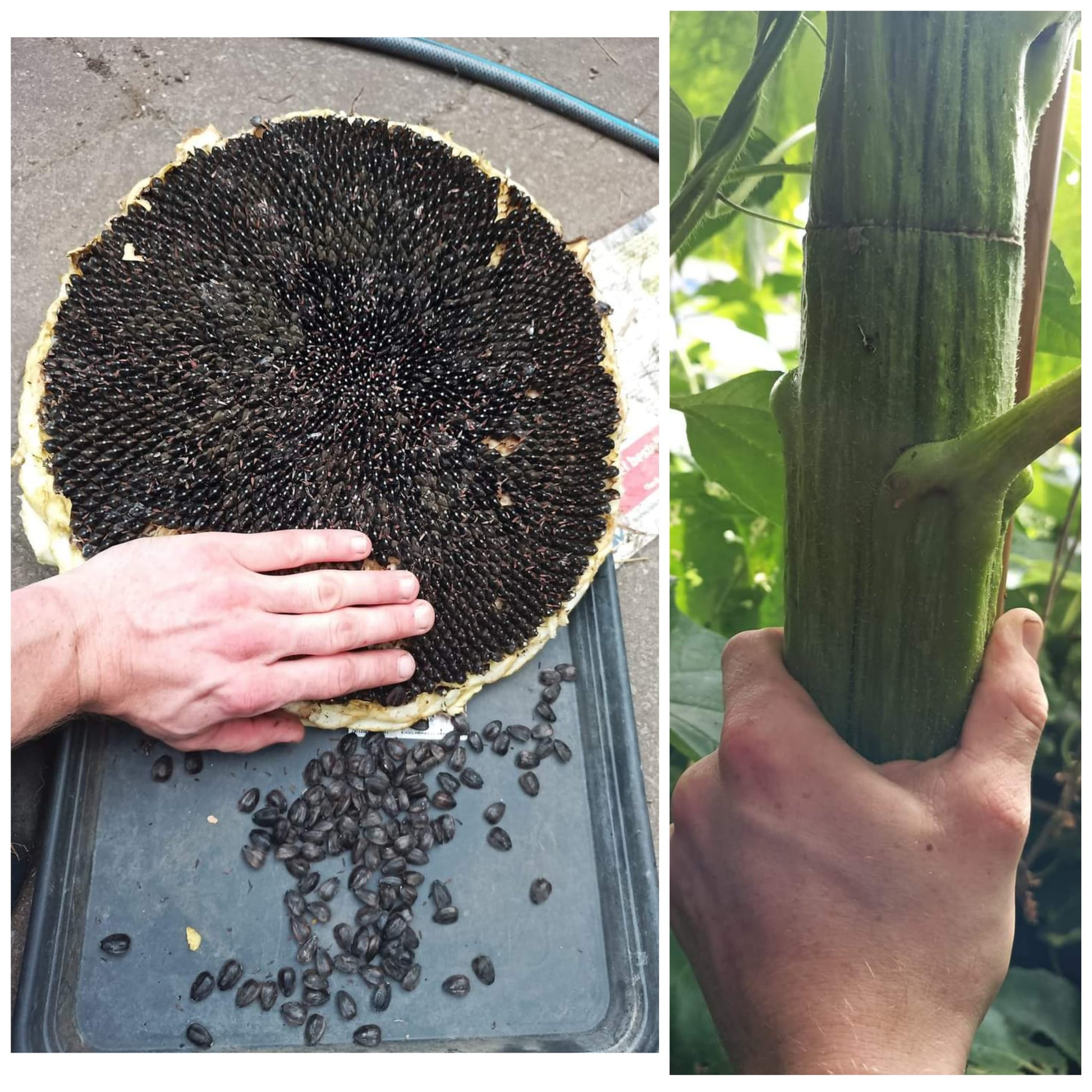 biggest sunflower seeds to plant DMM's Giant Sunflower seeds – Dutch Medicine Man