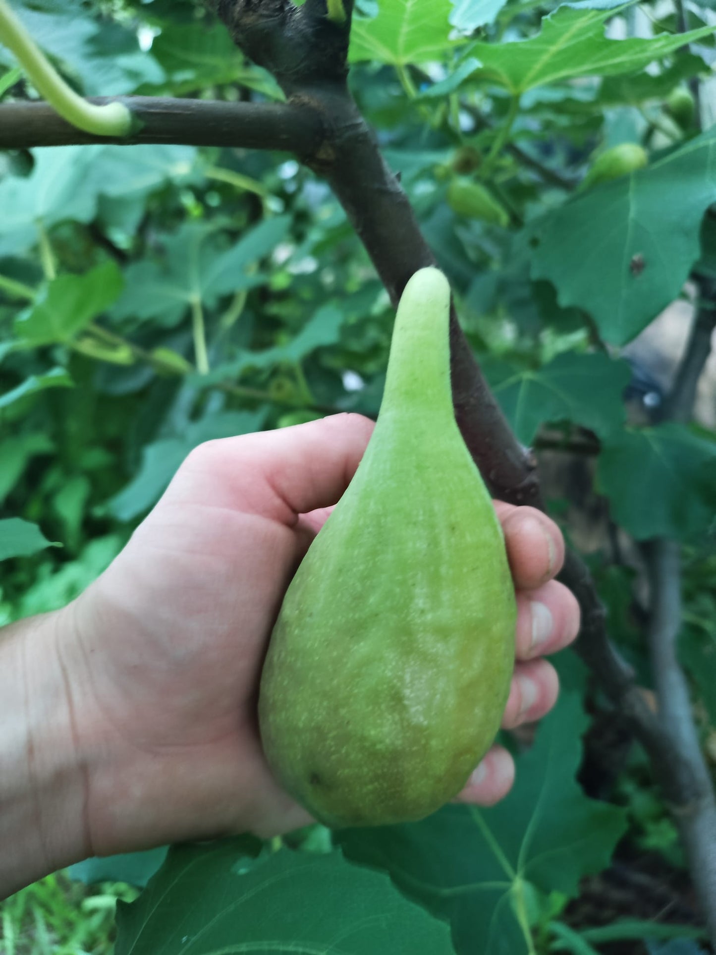 Fig "Jasper's Reus" *unknown* 3pack cuttings