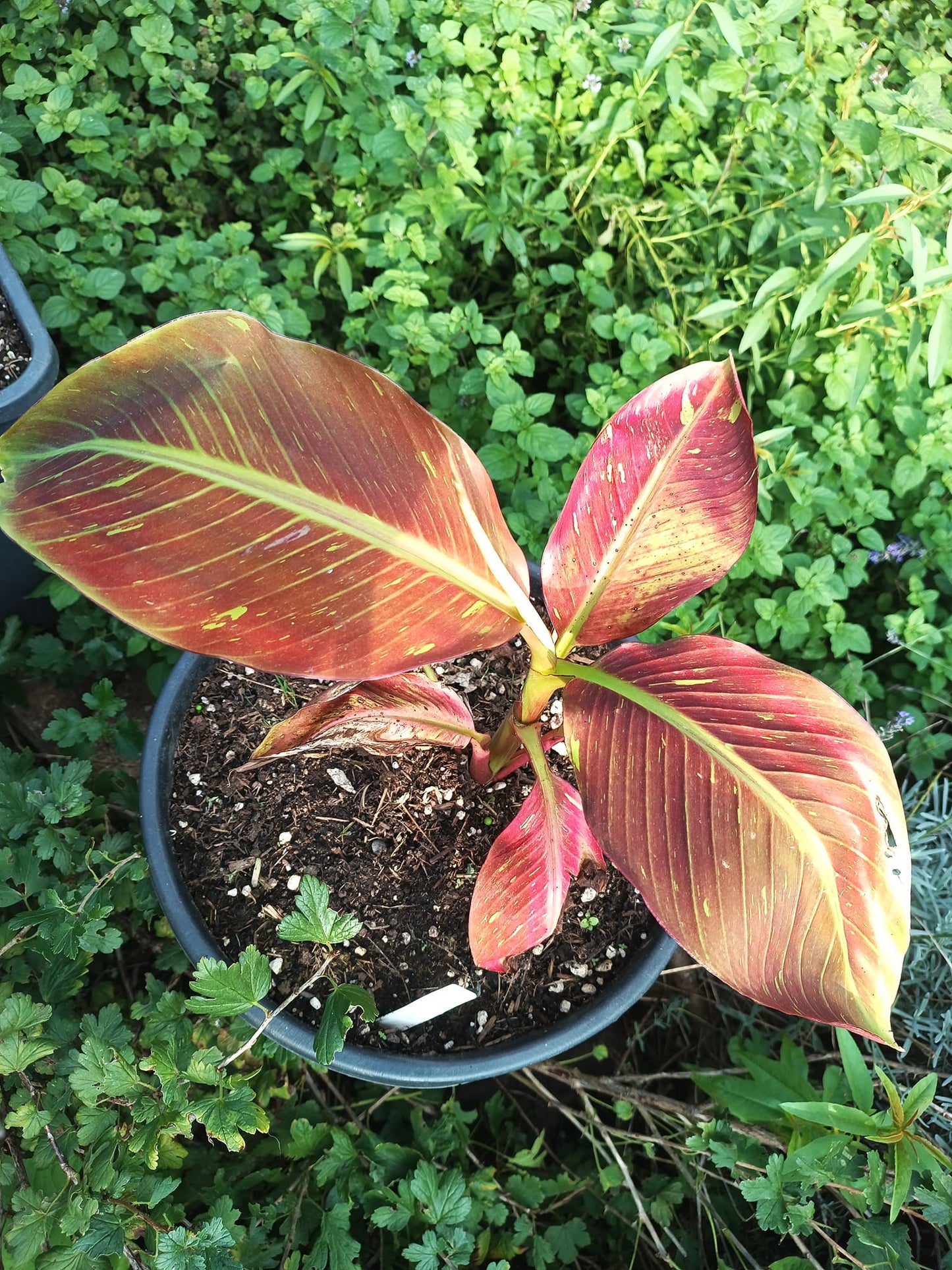 Musa Siam Ruby RED variegated banana