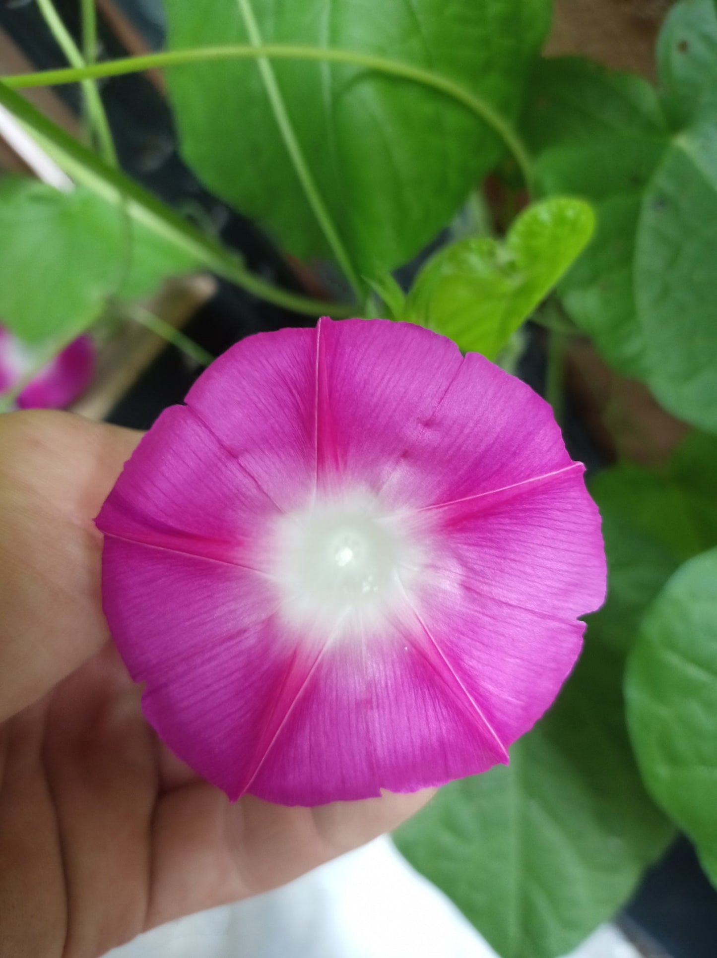 Morning Glory Ipomoea Mix