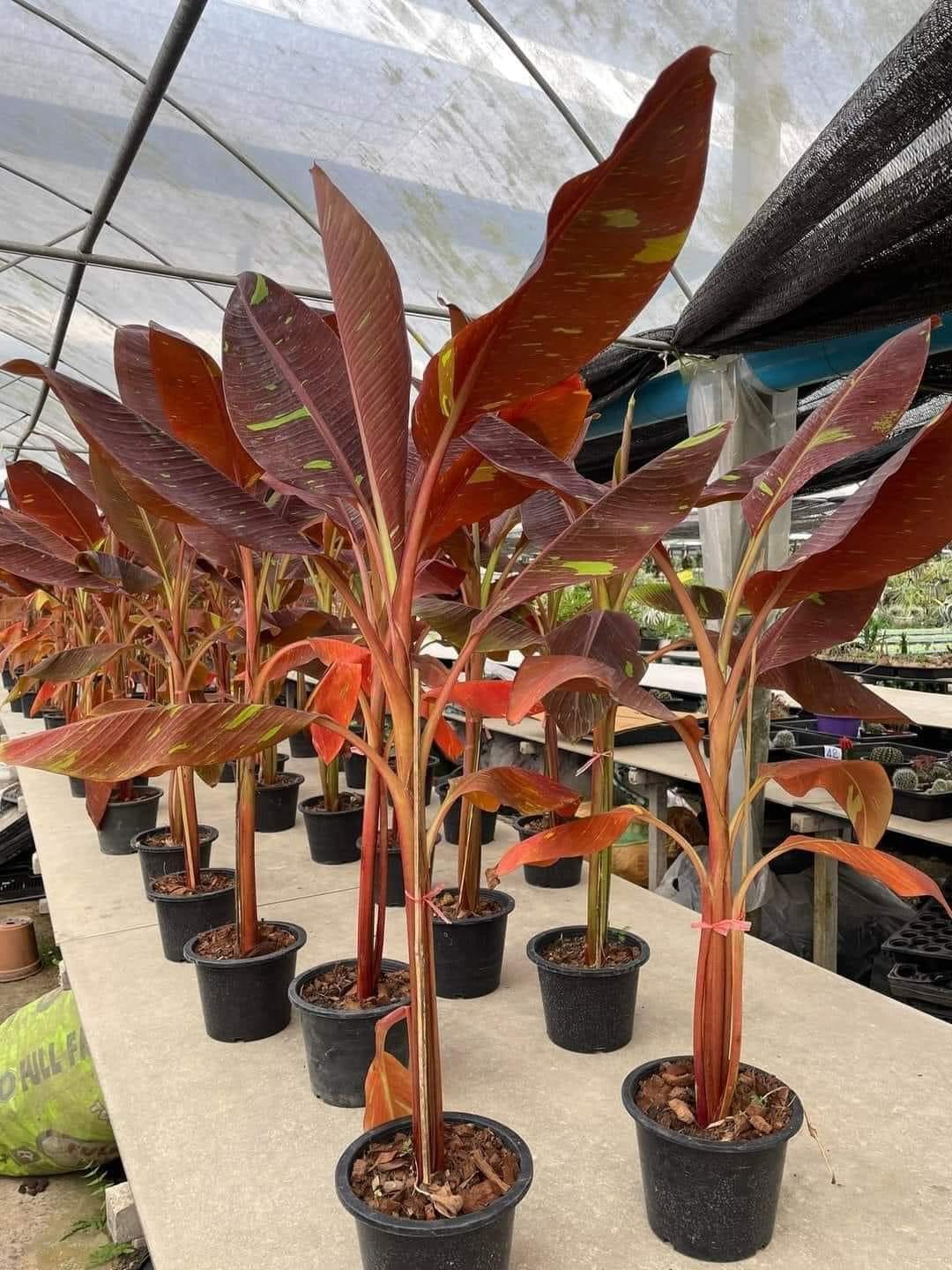 Musa Siam Ruby RED variegated banana