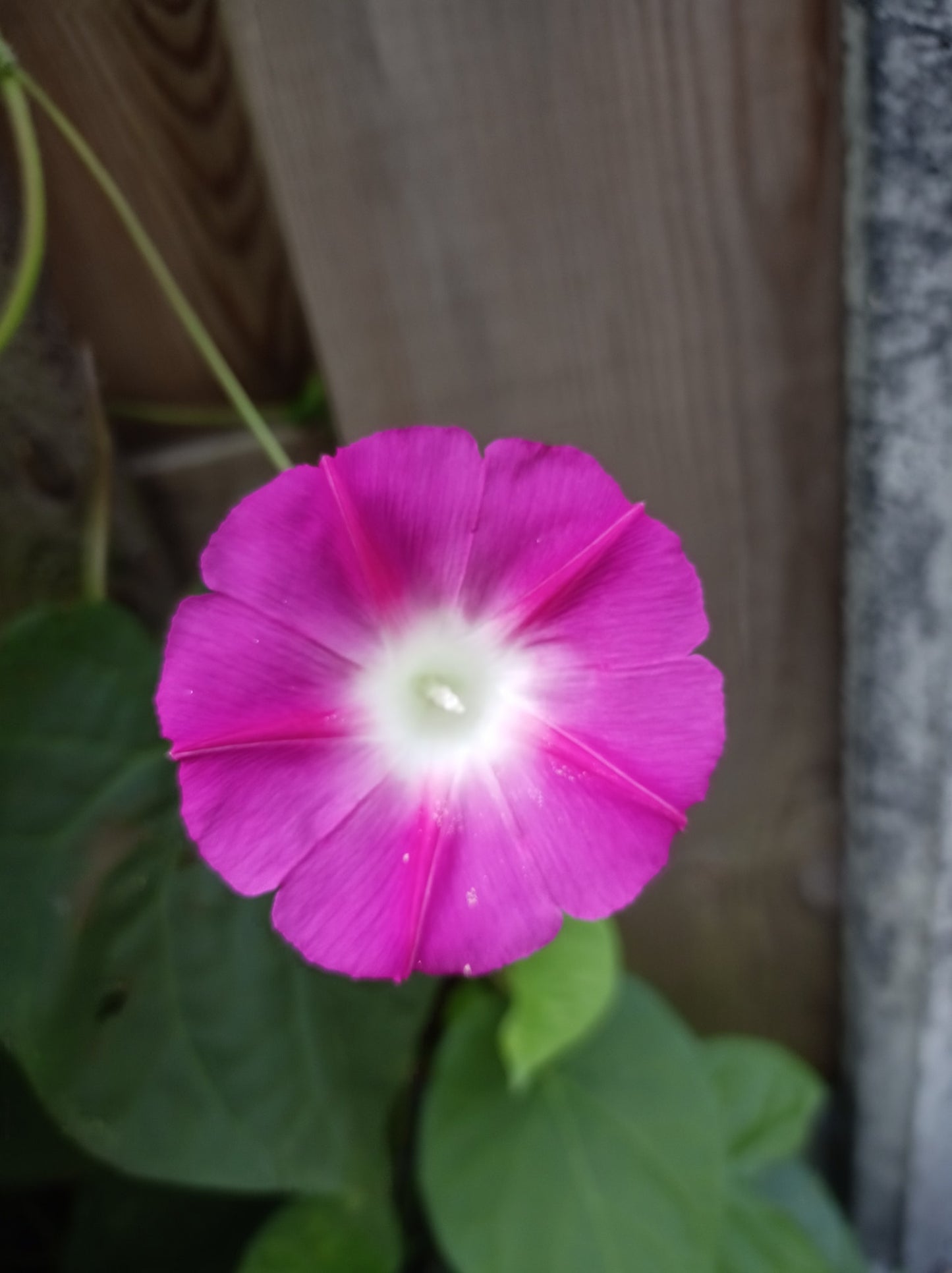 Morning Glory Ipomoea Mix