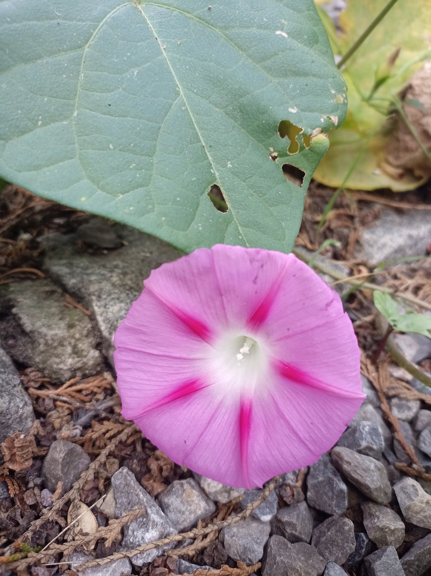 Morning Glory Ipomoea Mix