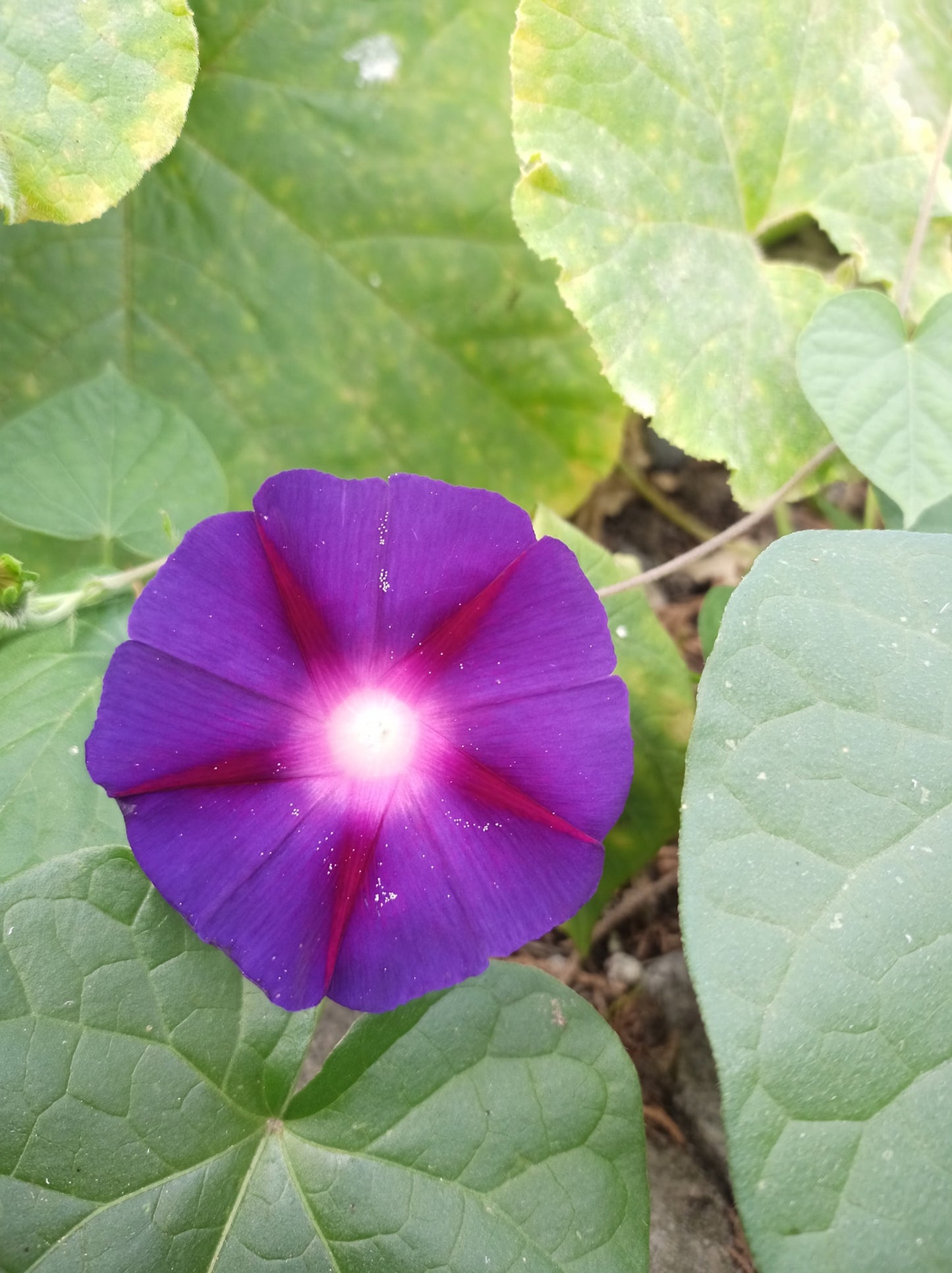 Morning Glory Ipomoea Mix