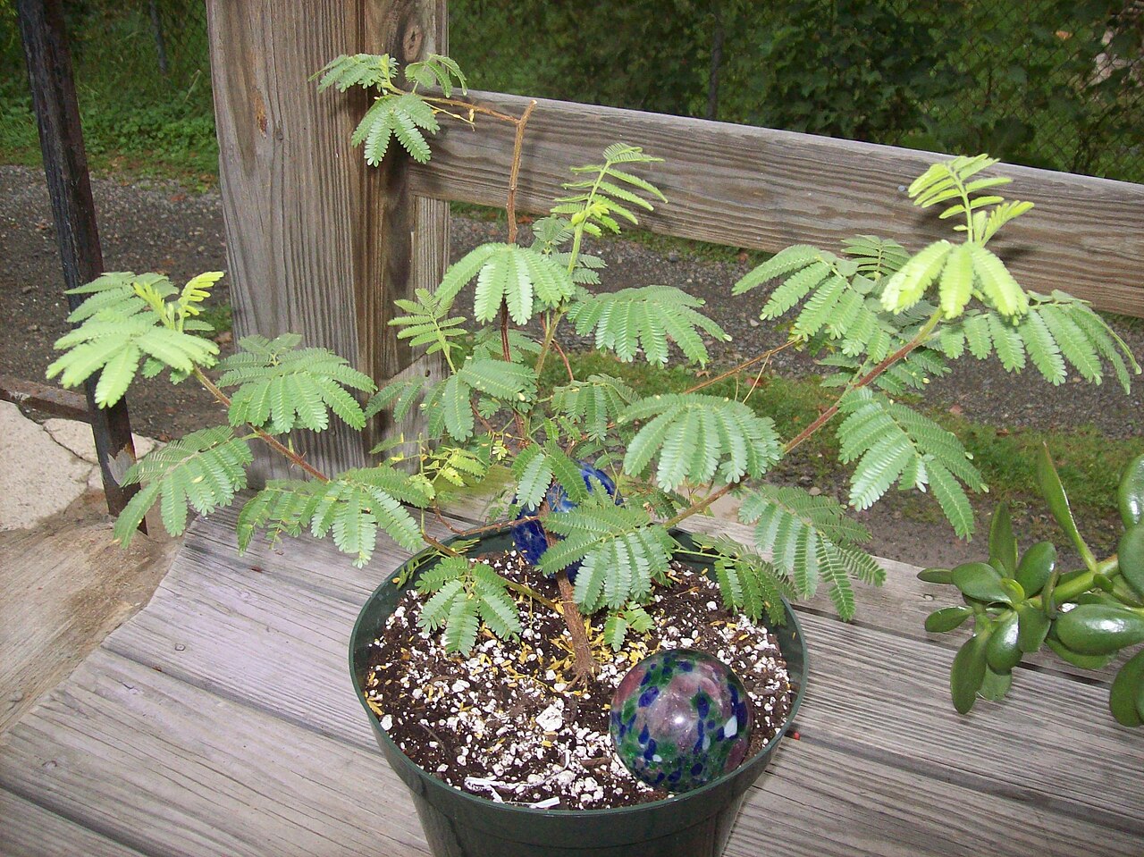 Mimosa Hostilis plant