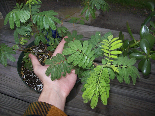 Mimosa Hostilis plant