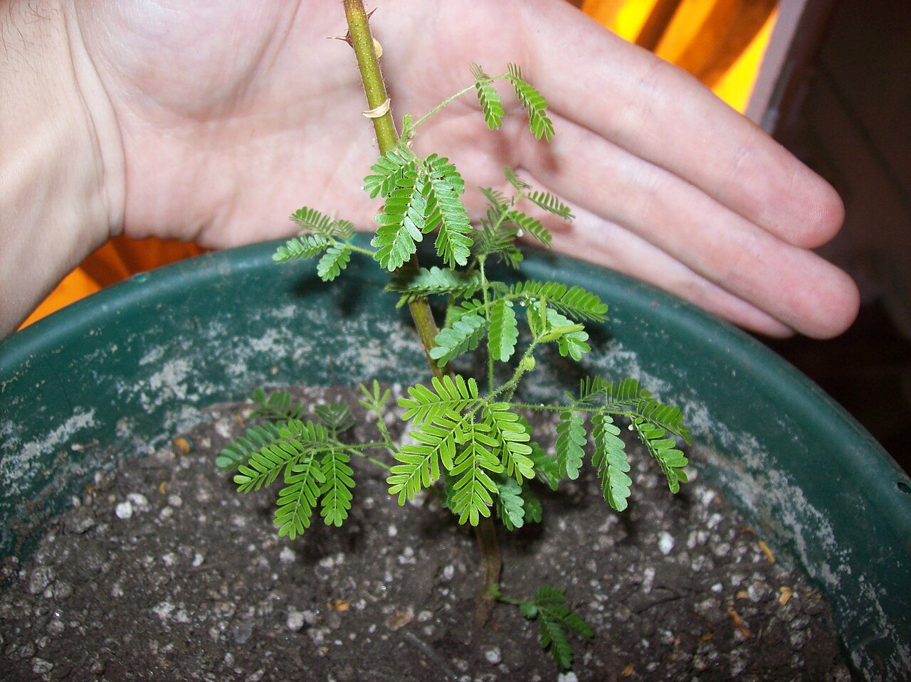 Mimosa Hostilis plant