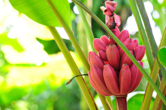 Musa Velutina Himalayan Pink (wild) Banana