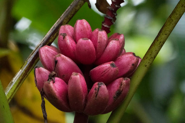 Musa Velutina Himalayan Pink (wild) Banana