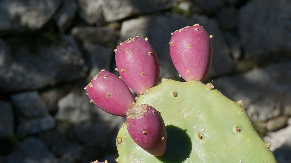 Opuntia Ficus-Indica , prickly pear cactus, fig cactus